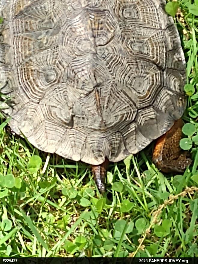 Wood Turtle
