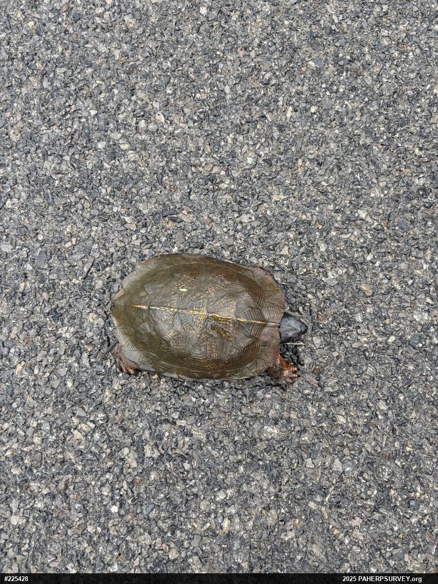 Wood Turtle