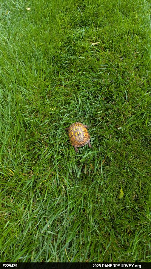 Eastern Box Turtle