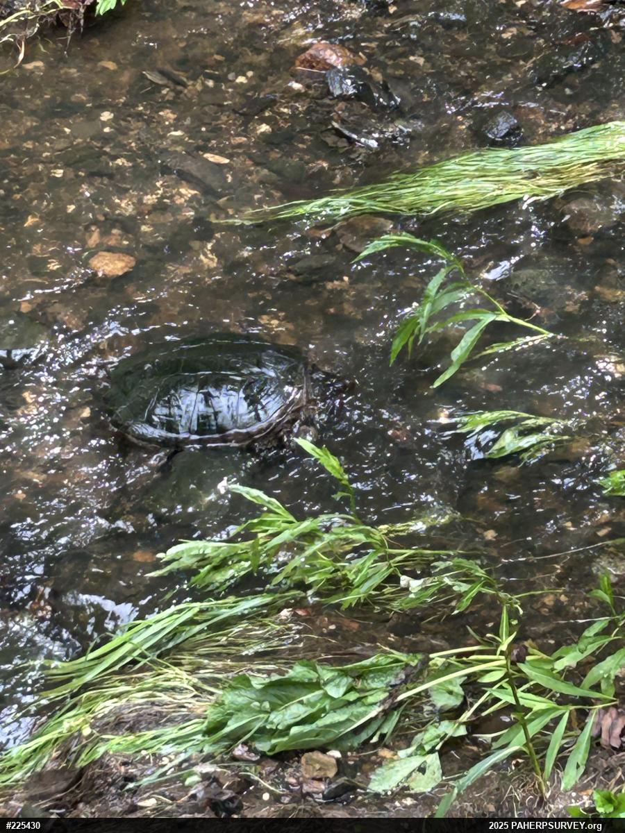 Snapping Turtle