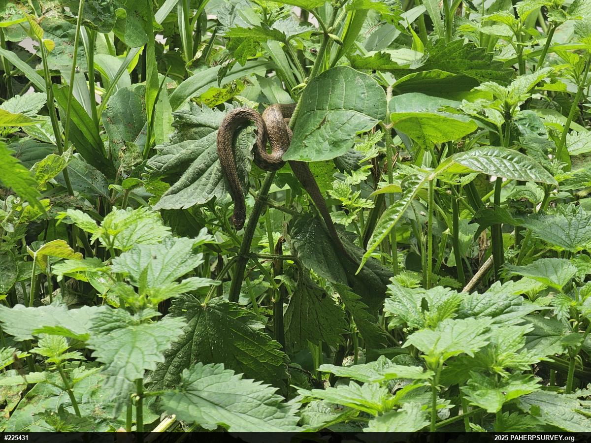 Dekay's Brownsnake