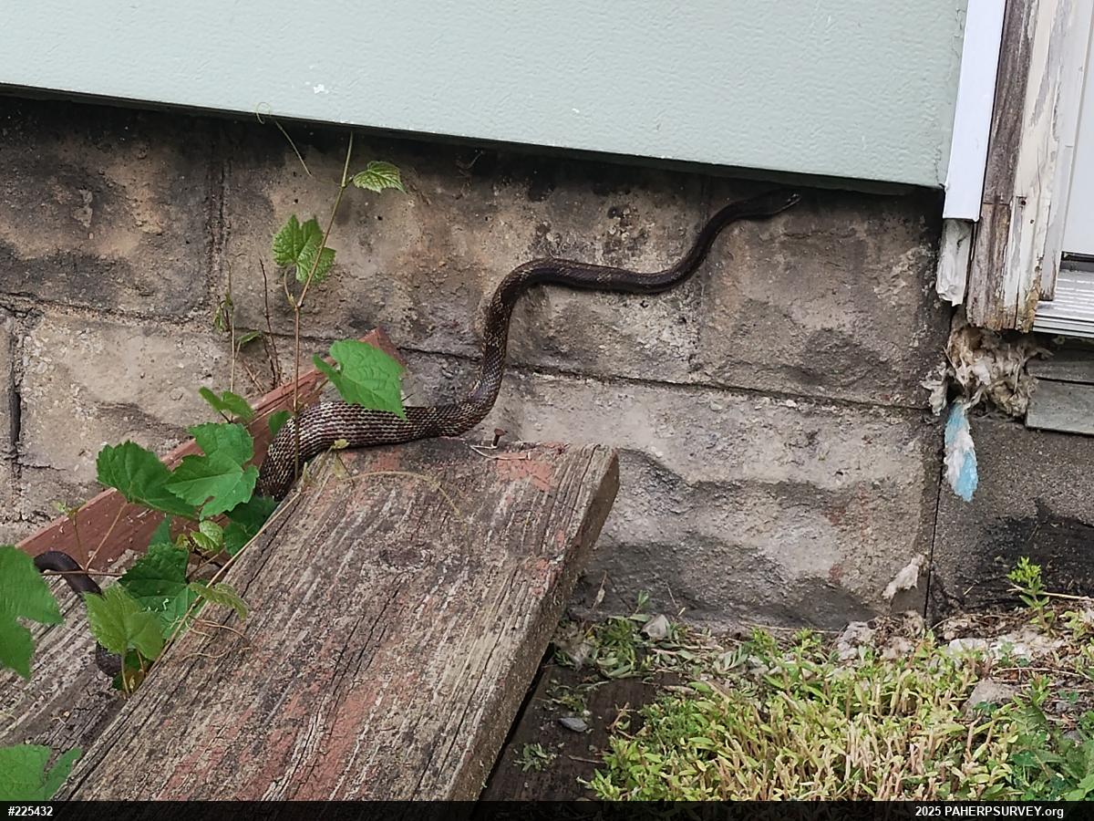 Eastern Ratsnake