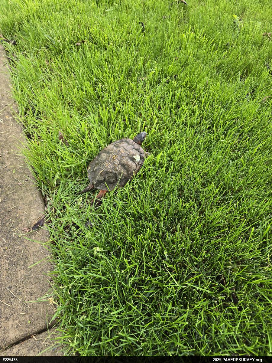 Wood Turtle