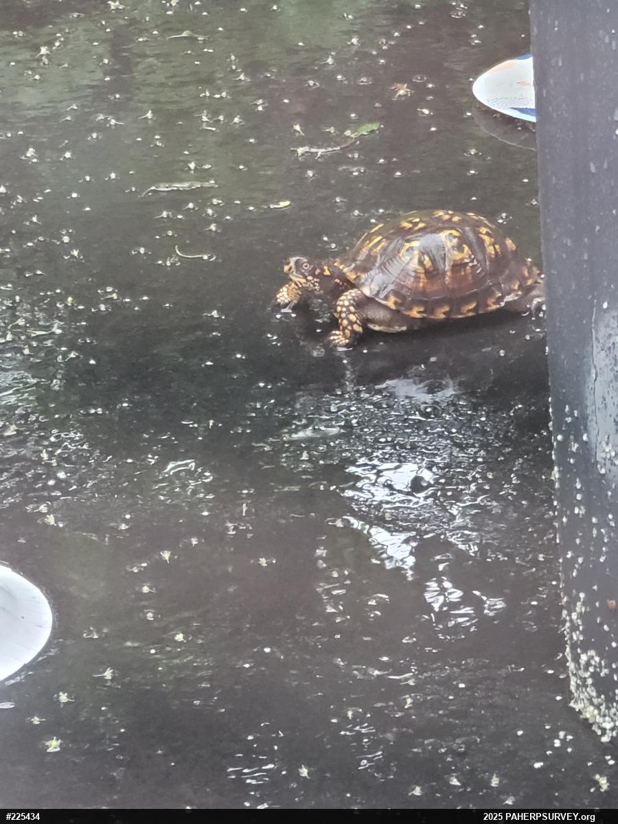 Eastern Box Turtle