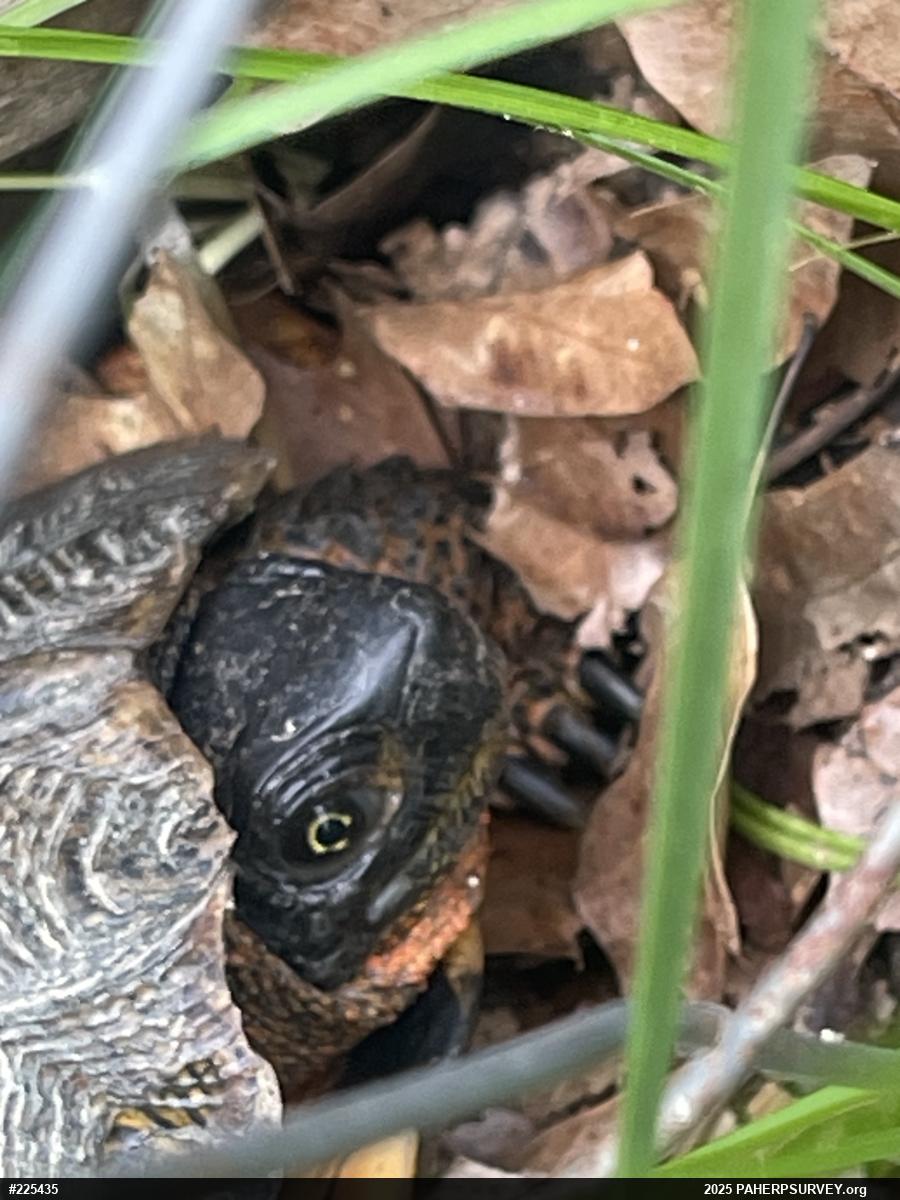 Wood Turtle