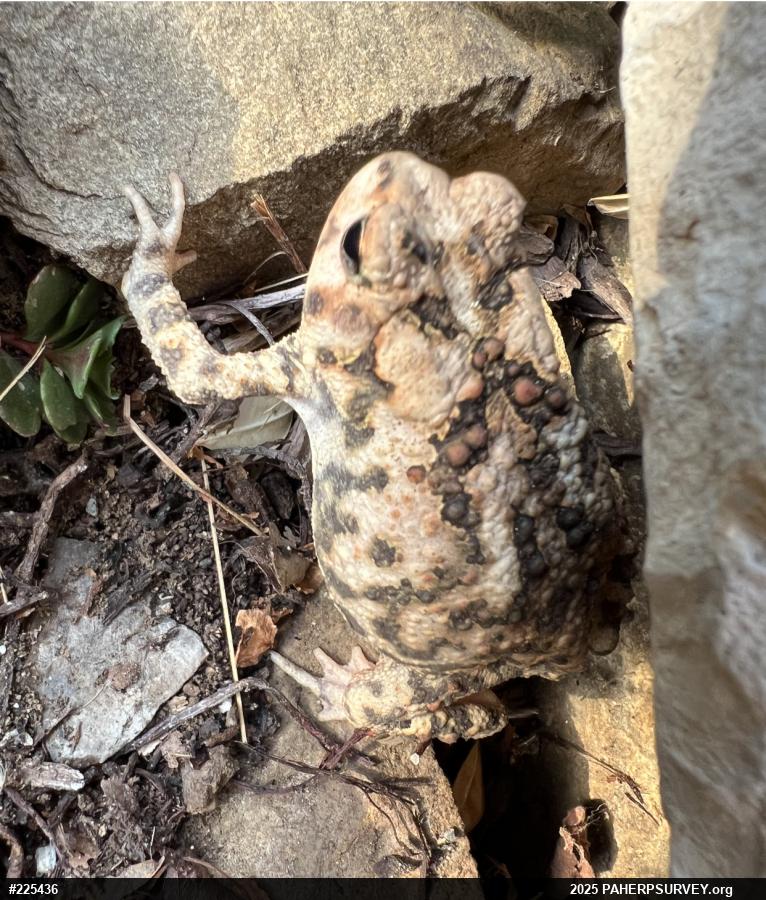Eastern American Toad
