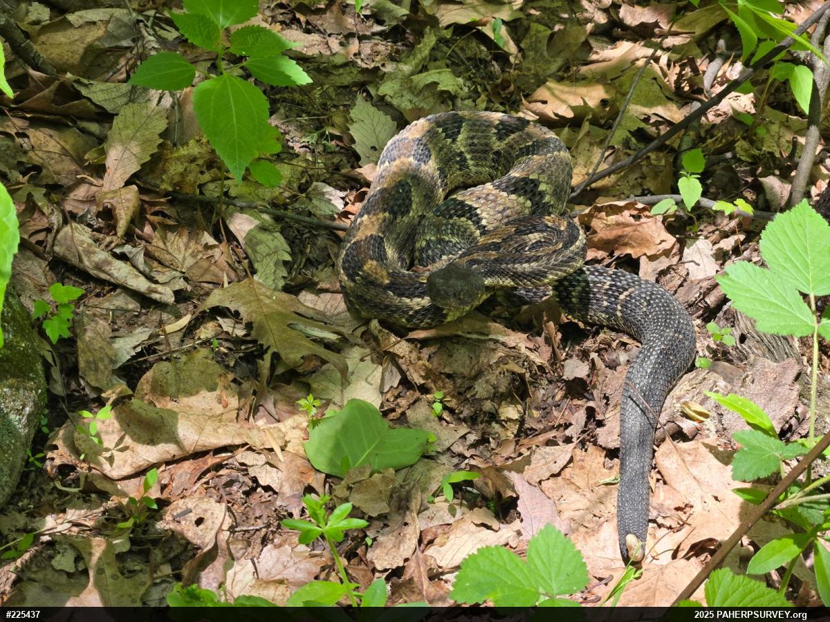 Timber Rattlesnake