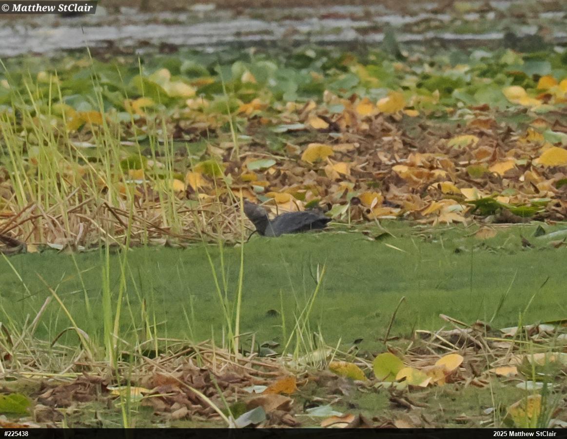 Snapping Turtle