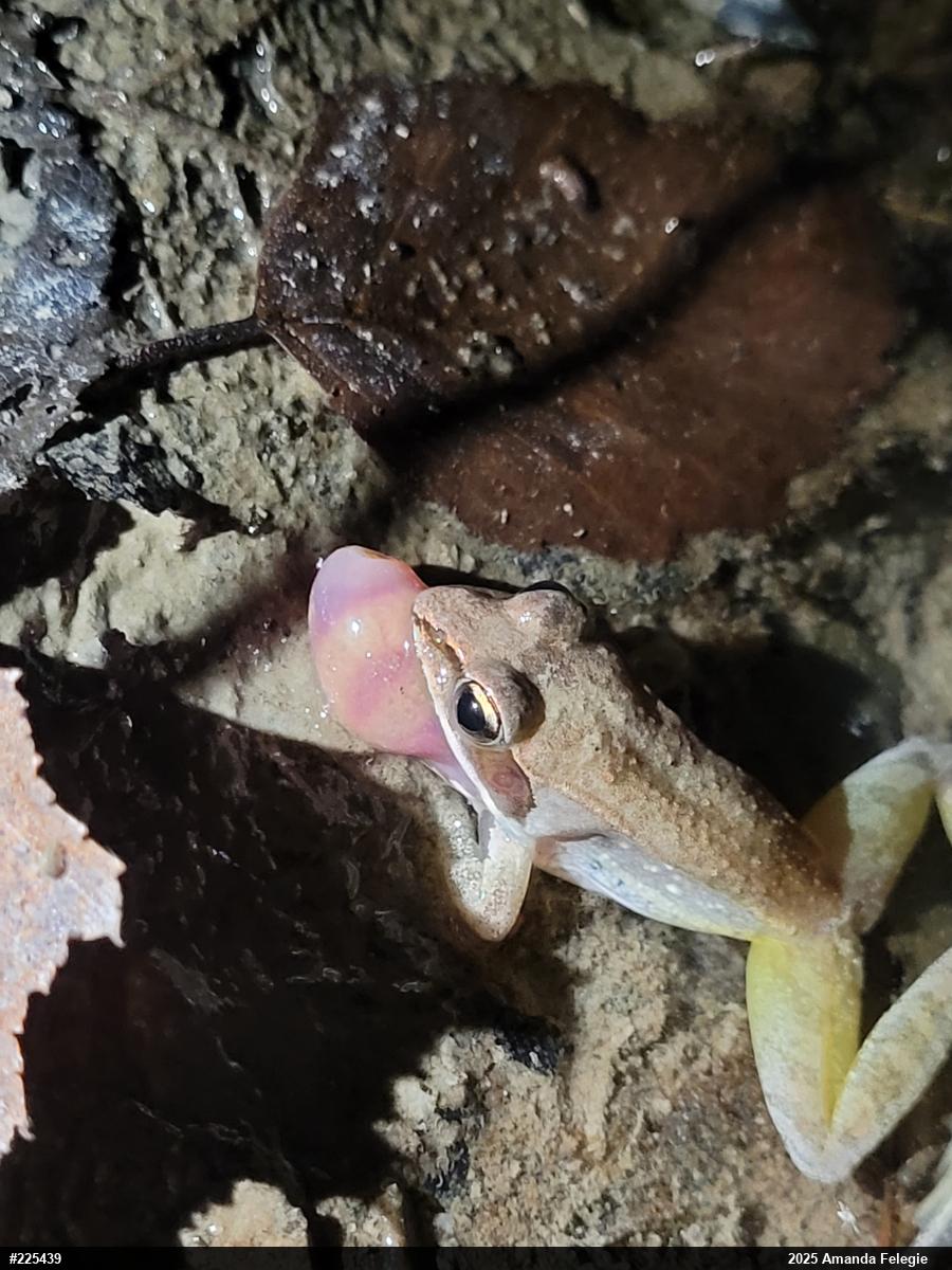Wood Frog