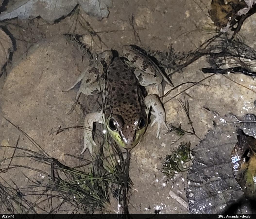 Green Frog