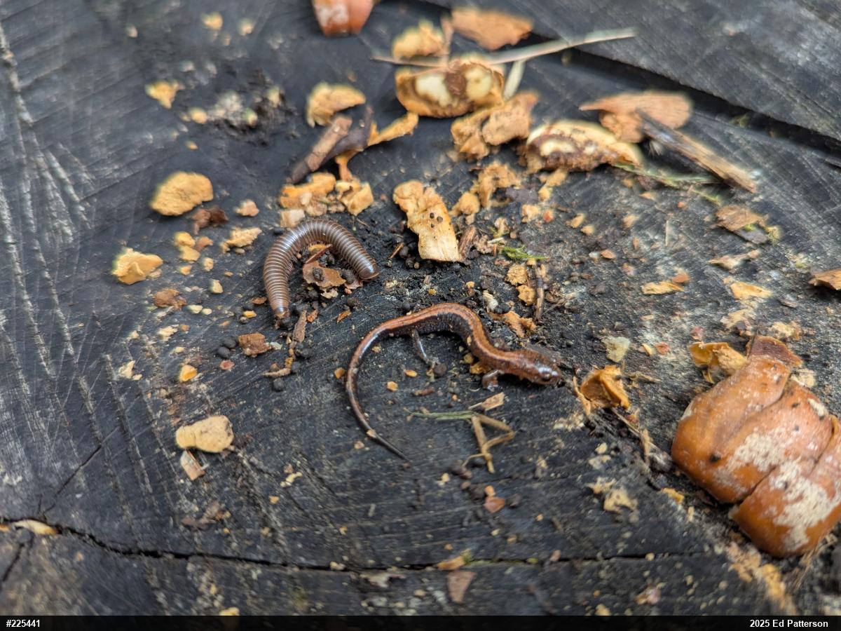 Eastern Red-backed  Salamander