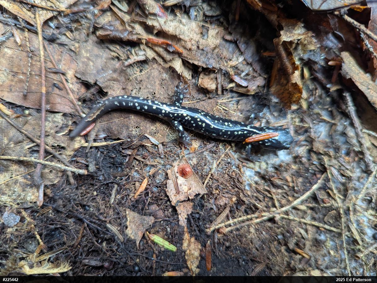 Northern Slimy Salamander