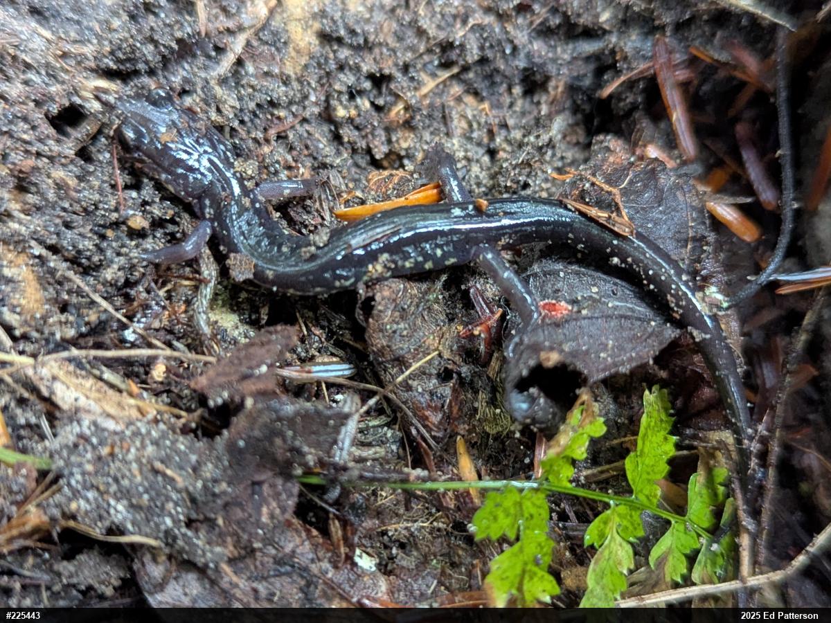 Wehrle's Salamander