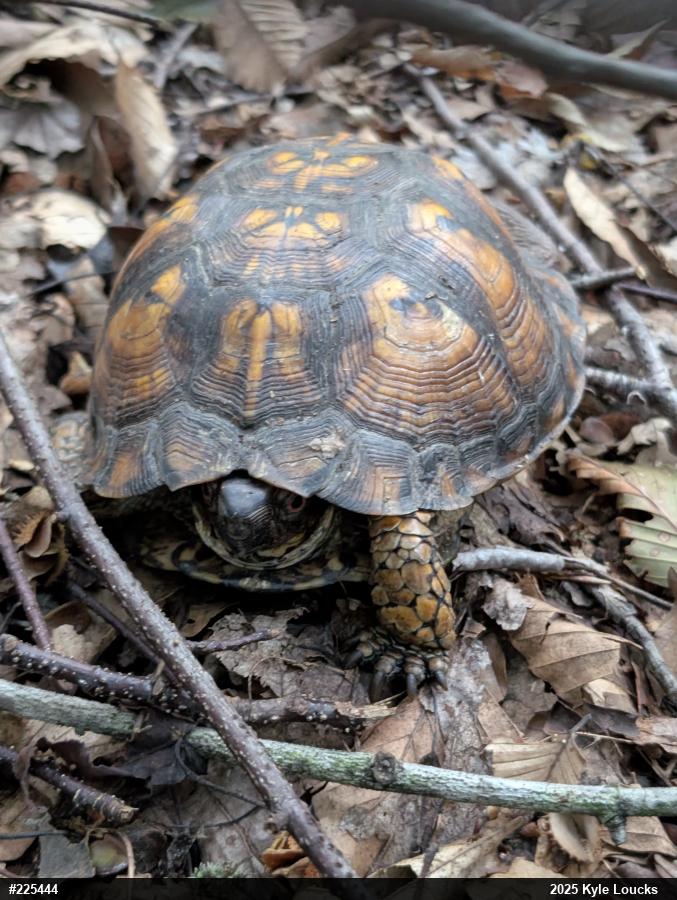 Eastern Box Turtle