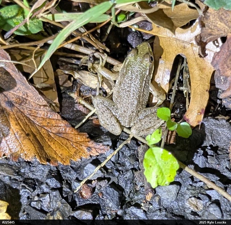 Green Frog