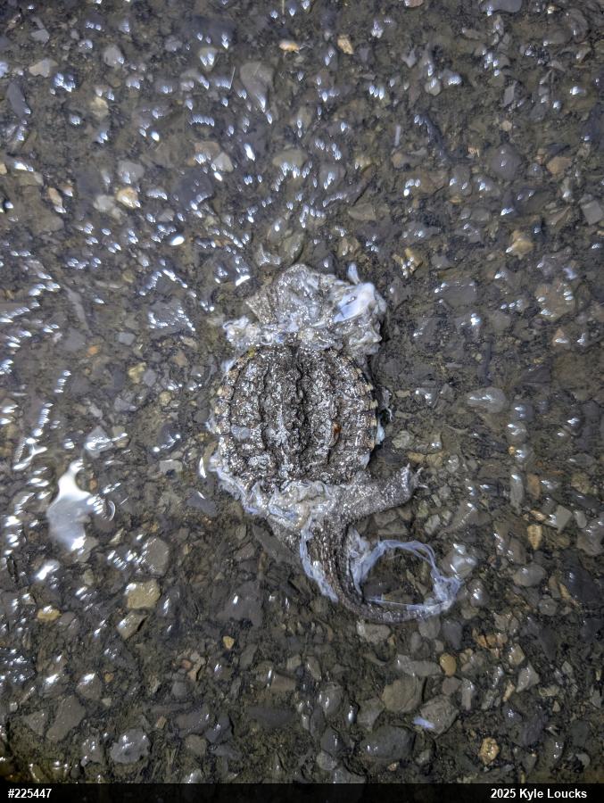 Snapping Turtle
