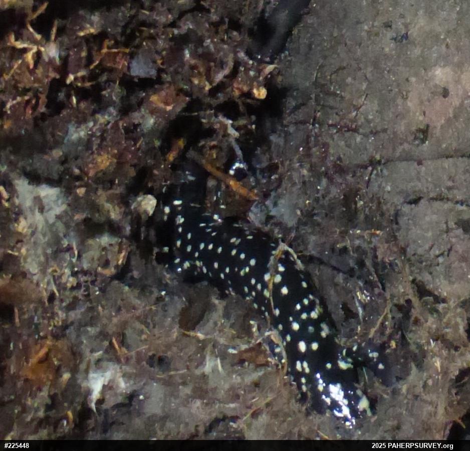 Northern Slimy Salamander