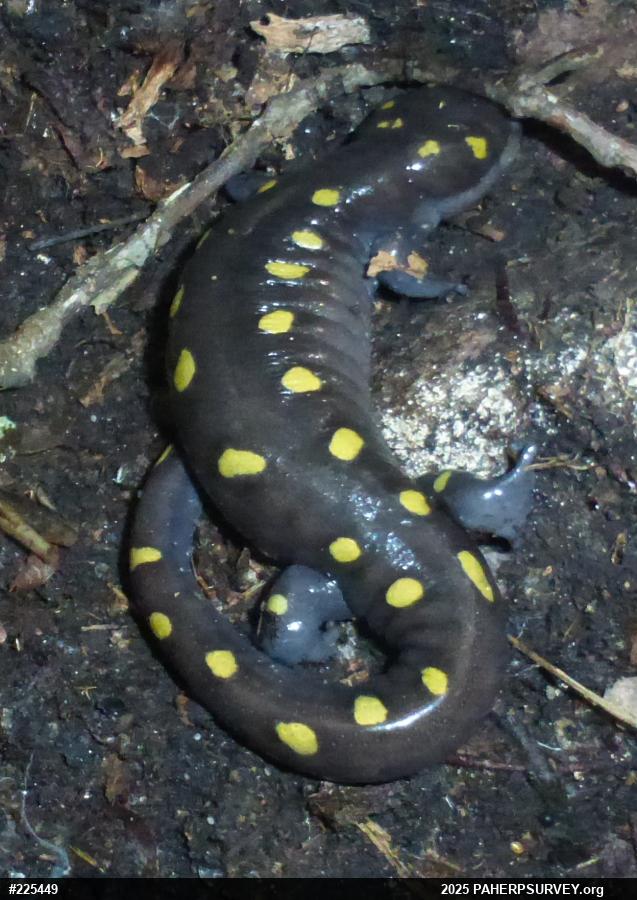 Spotted Salamander
