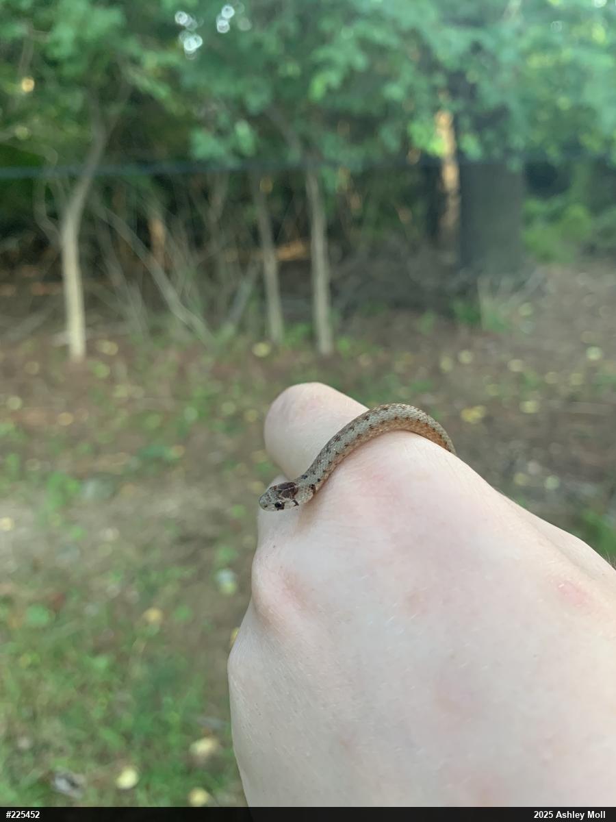 Dekay's Brownsnake