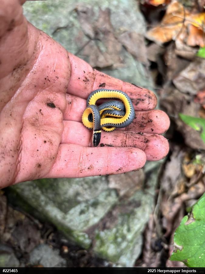 Northern Ring-necked Snake