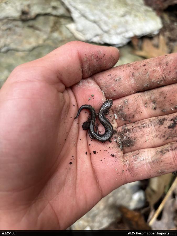 Eastern Red-backed  Salamander