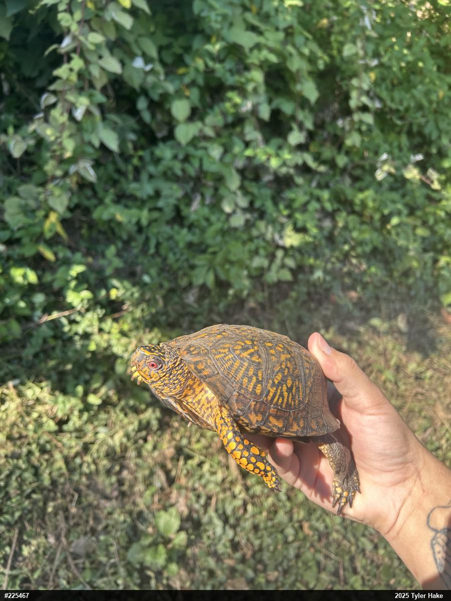 Eastern Box Turtle