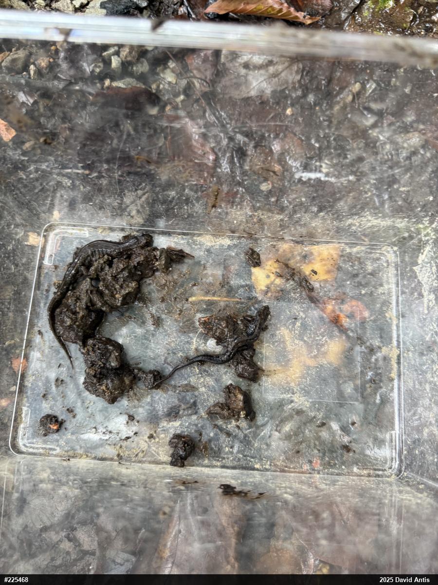 Northern Dusky Salamander