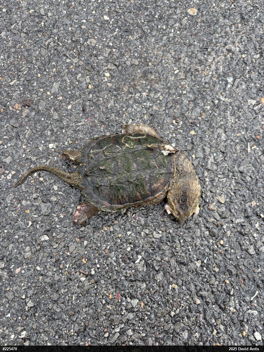 Snapping Turtle
