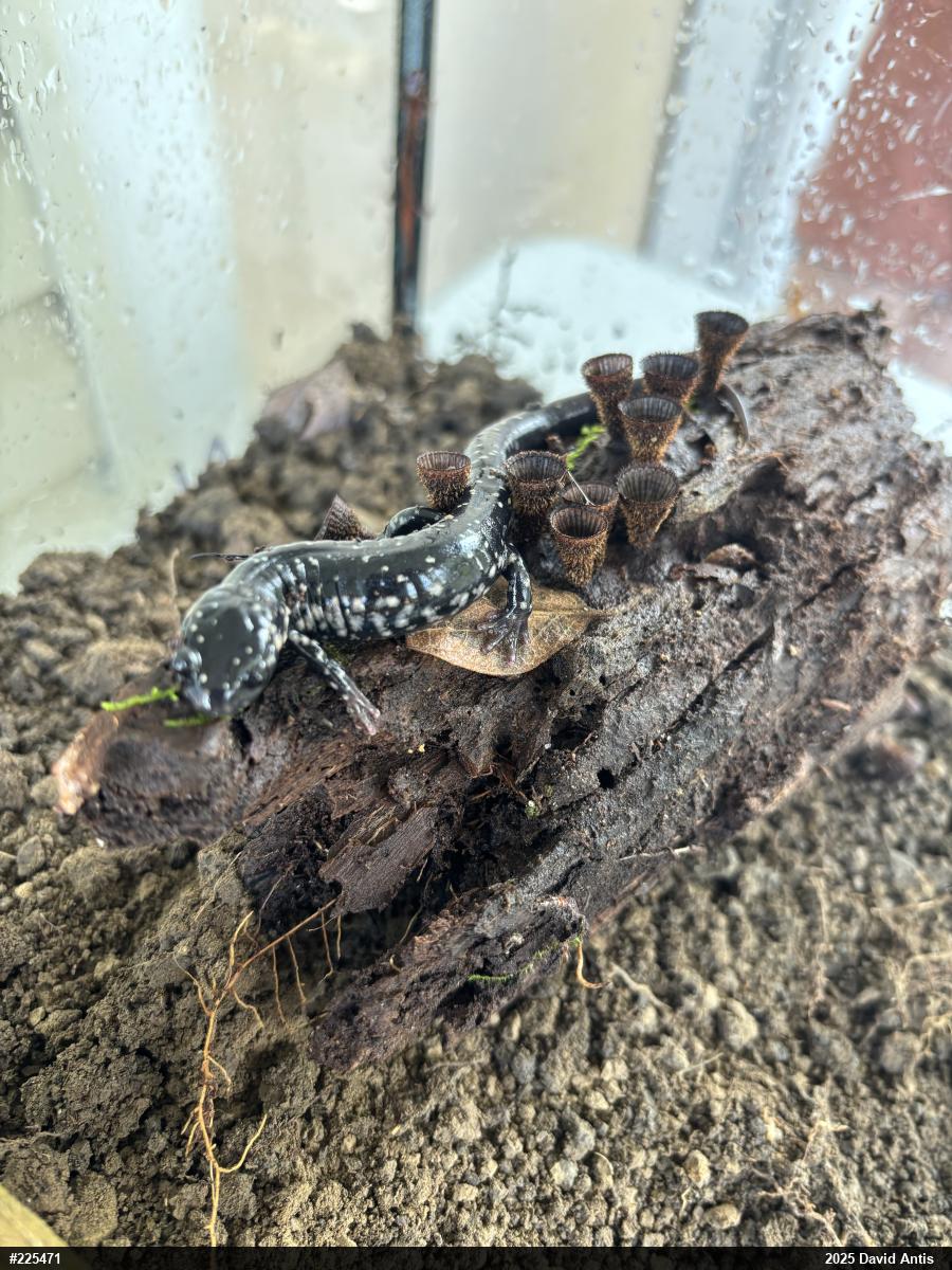 Northern Slimy Salamander