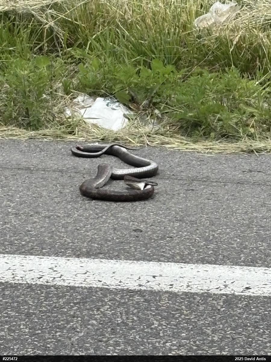 Eastern Ratsnake