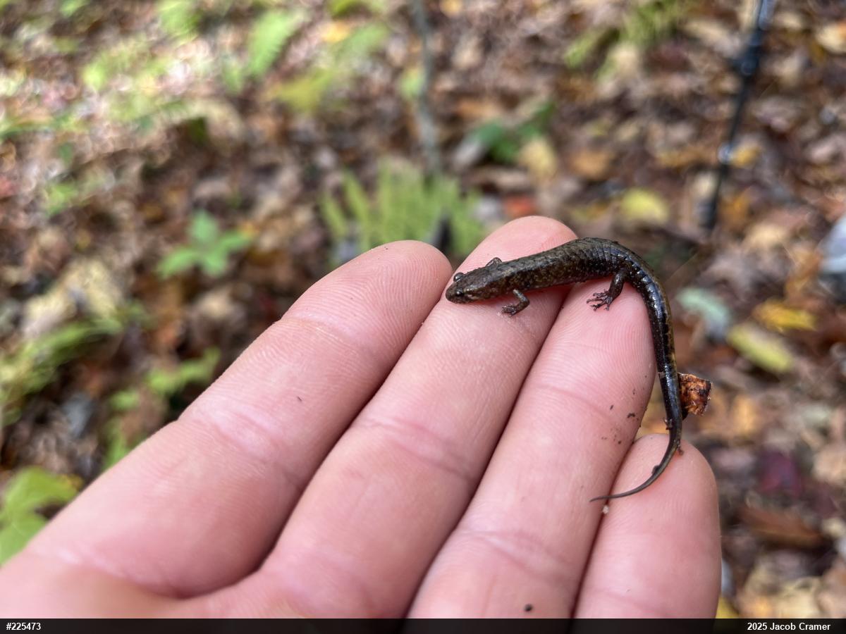 Allegheny Mountain Dusky Salamander