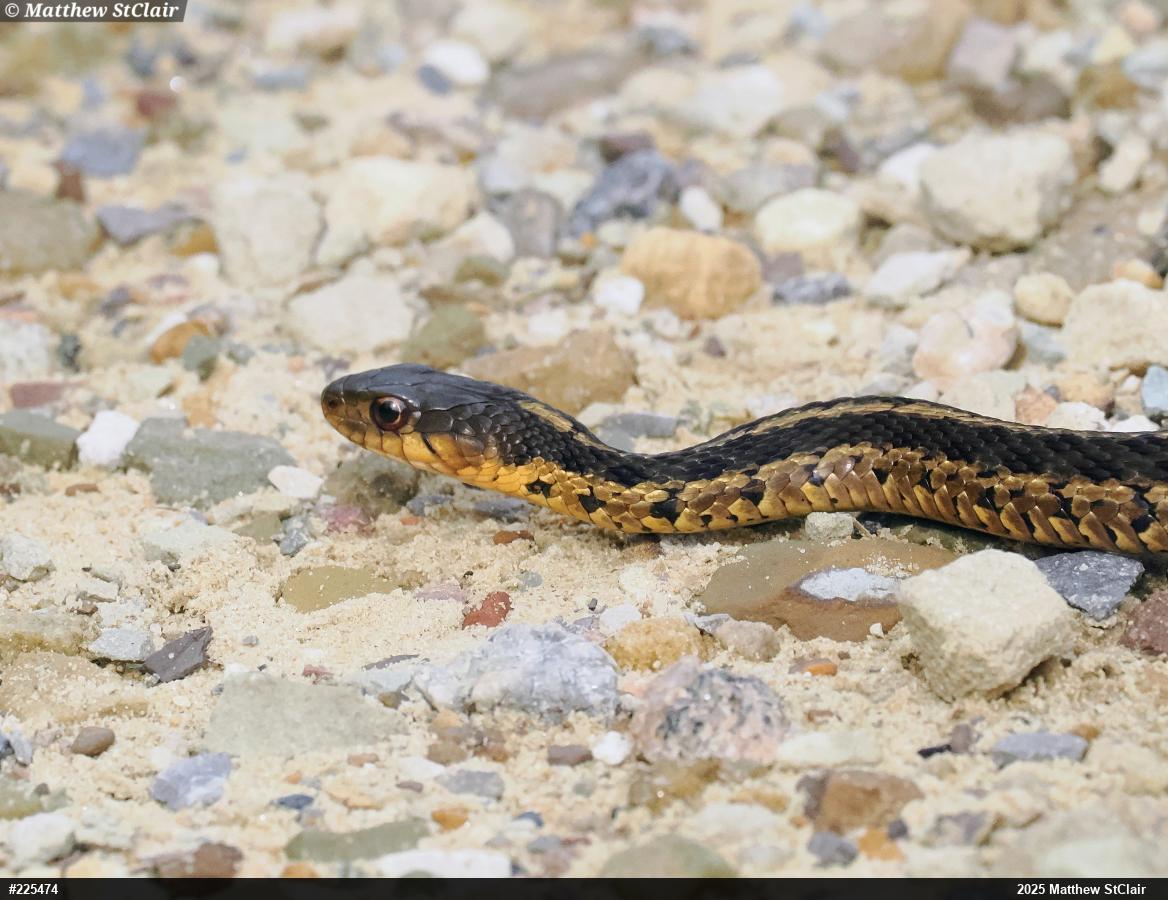 Eastern Gartersnake