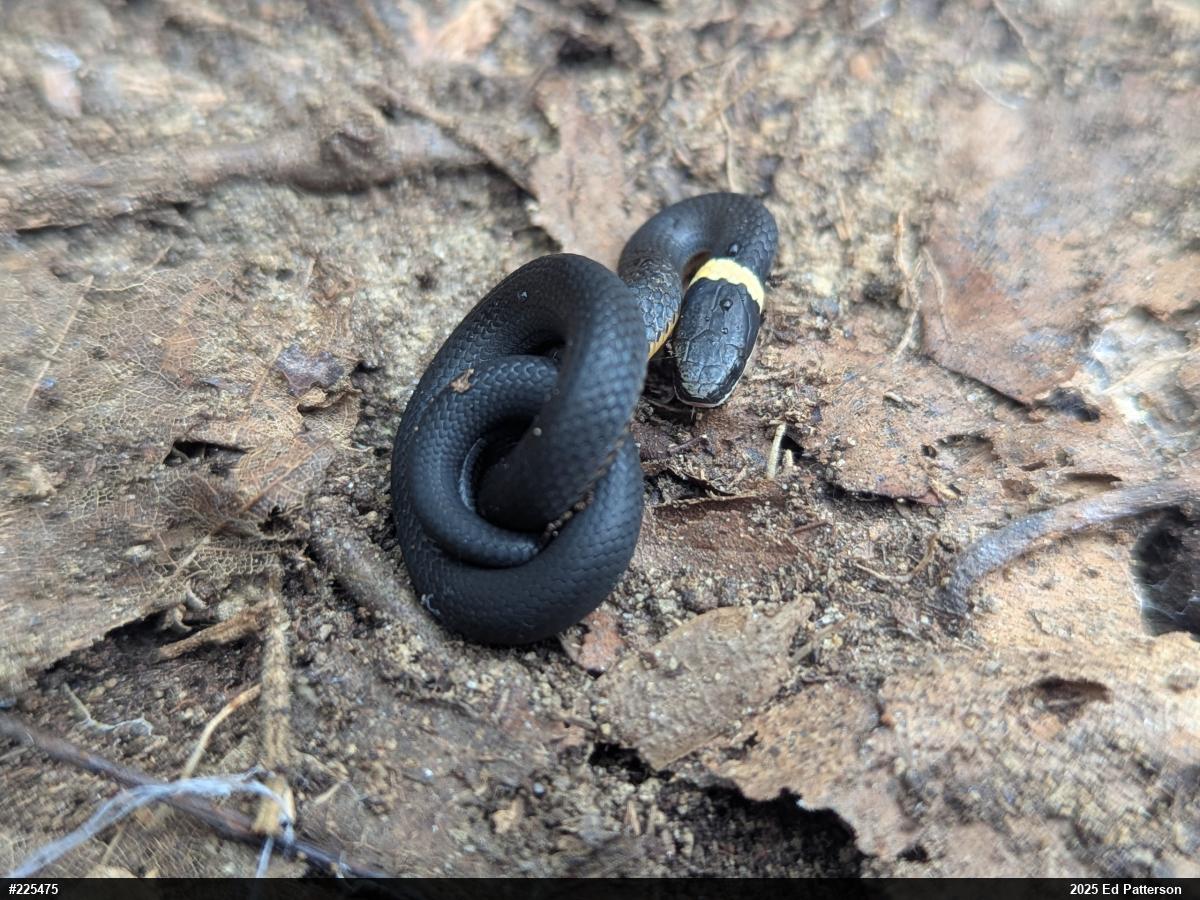 Northern Ring-necked Snake