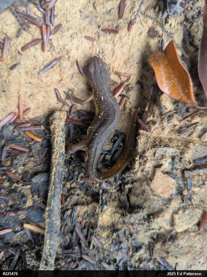 Red-spotted Newt