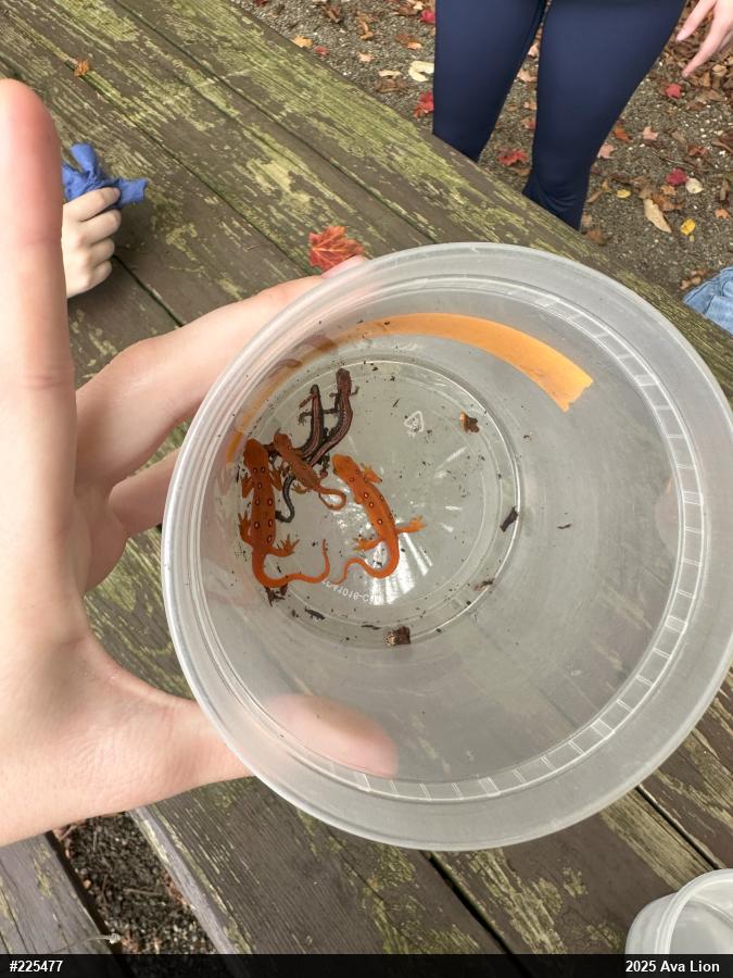Red-spotted Newt