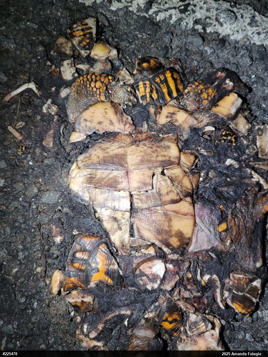 Eastern Box Turtle