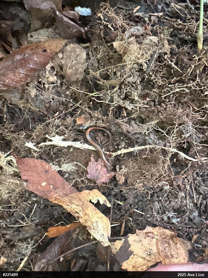 Eastern Red-backed  Salamander