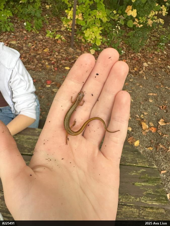 Northern Two-lined Salamander