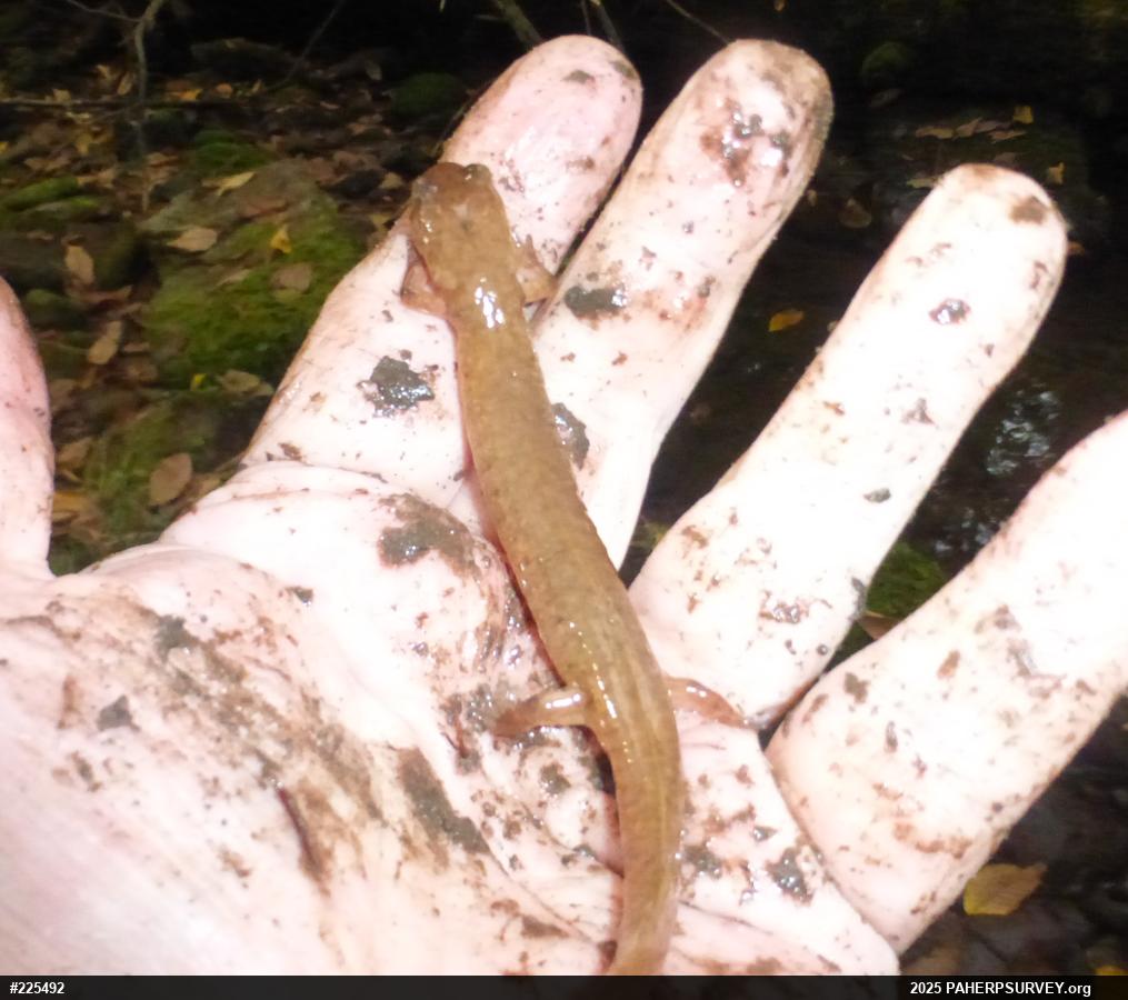 Northern Spring Salamander