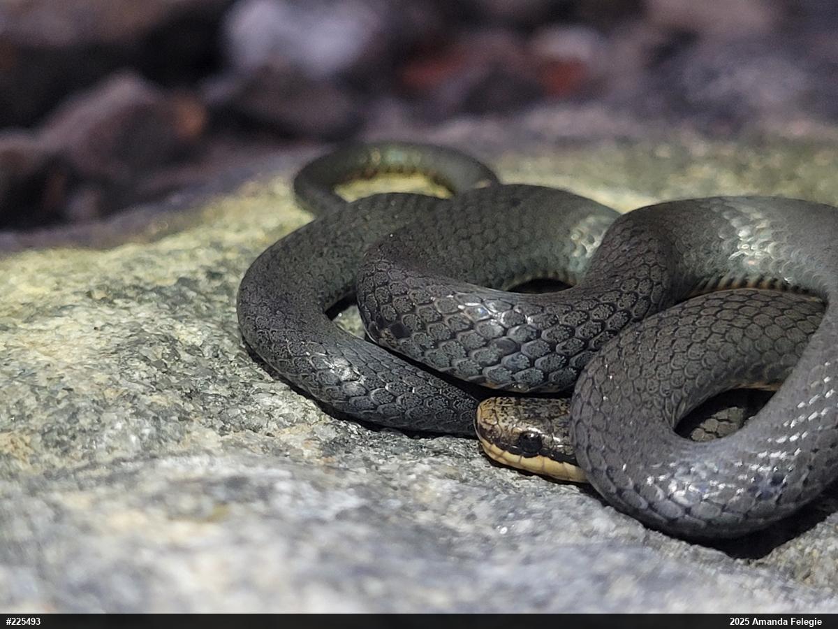 Northern Ring-necked Snake