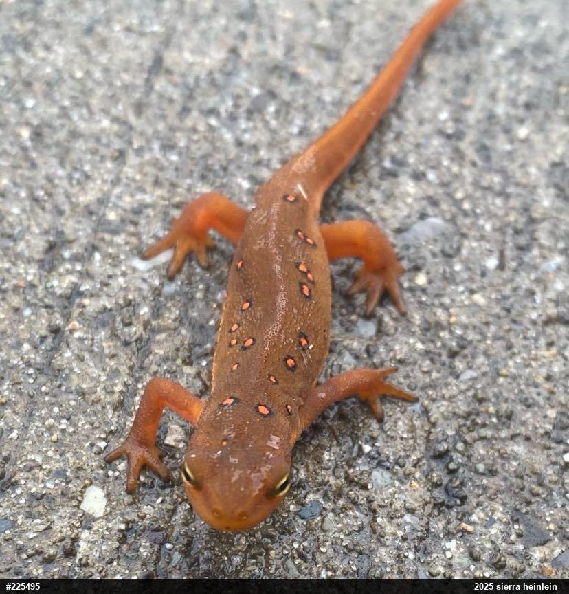 Red-spotted Newt