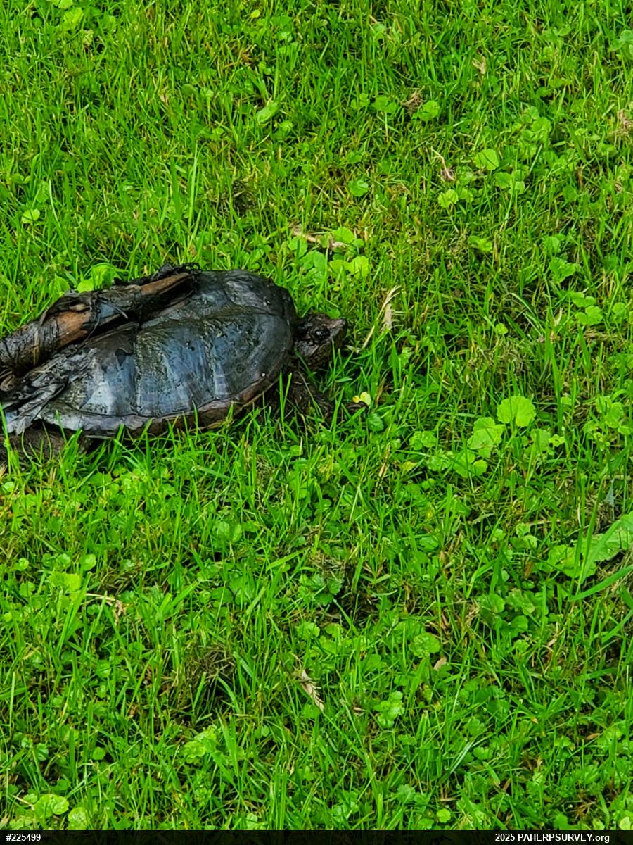 Snapping Turtle