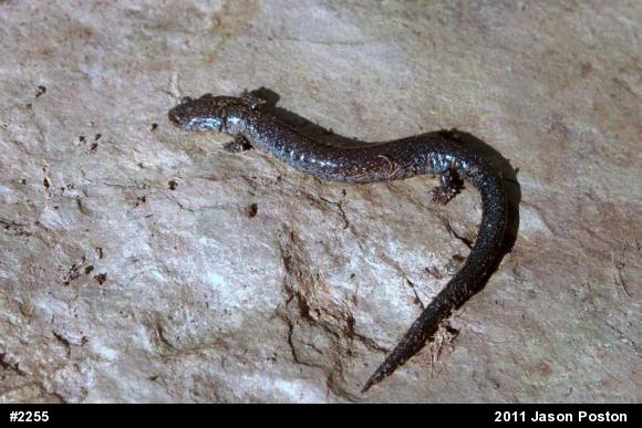 Northern Ravine Salamander