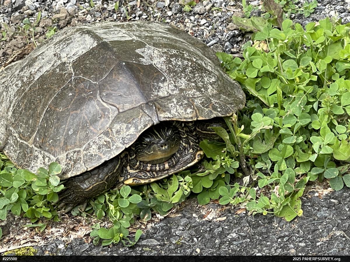 Northern Map Turtle