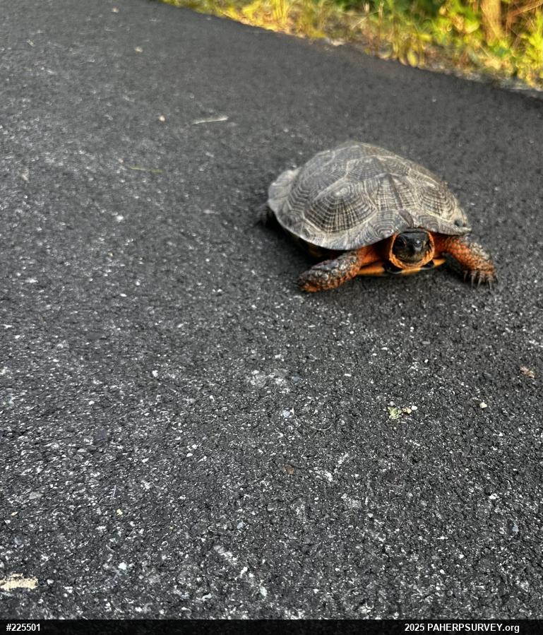 Wood Turtle