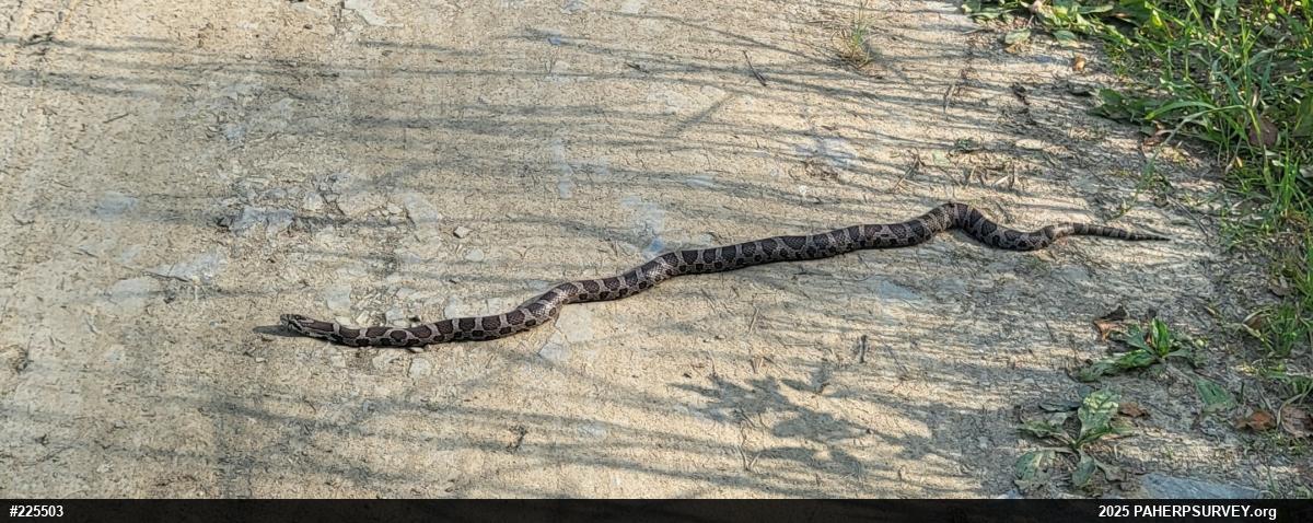 Eastern Milksnake