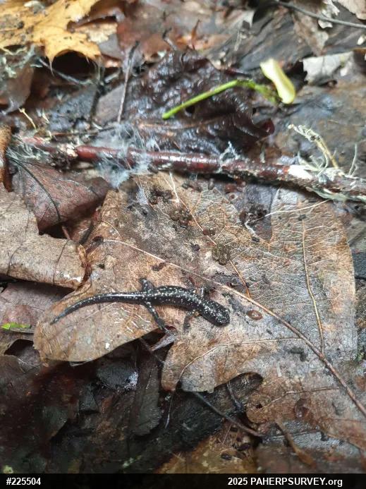 Northern Slimy Salamander