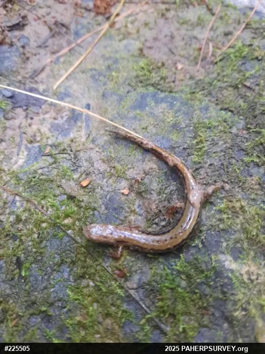Northern Two-lined Salamander