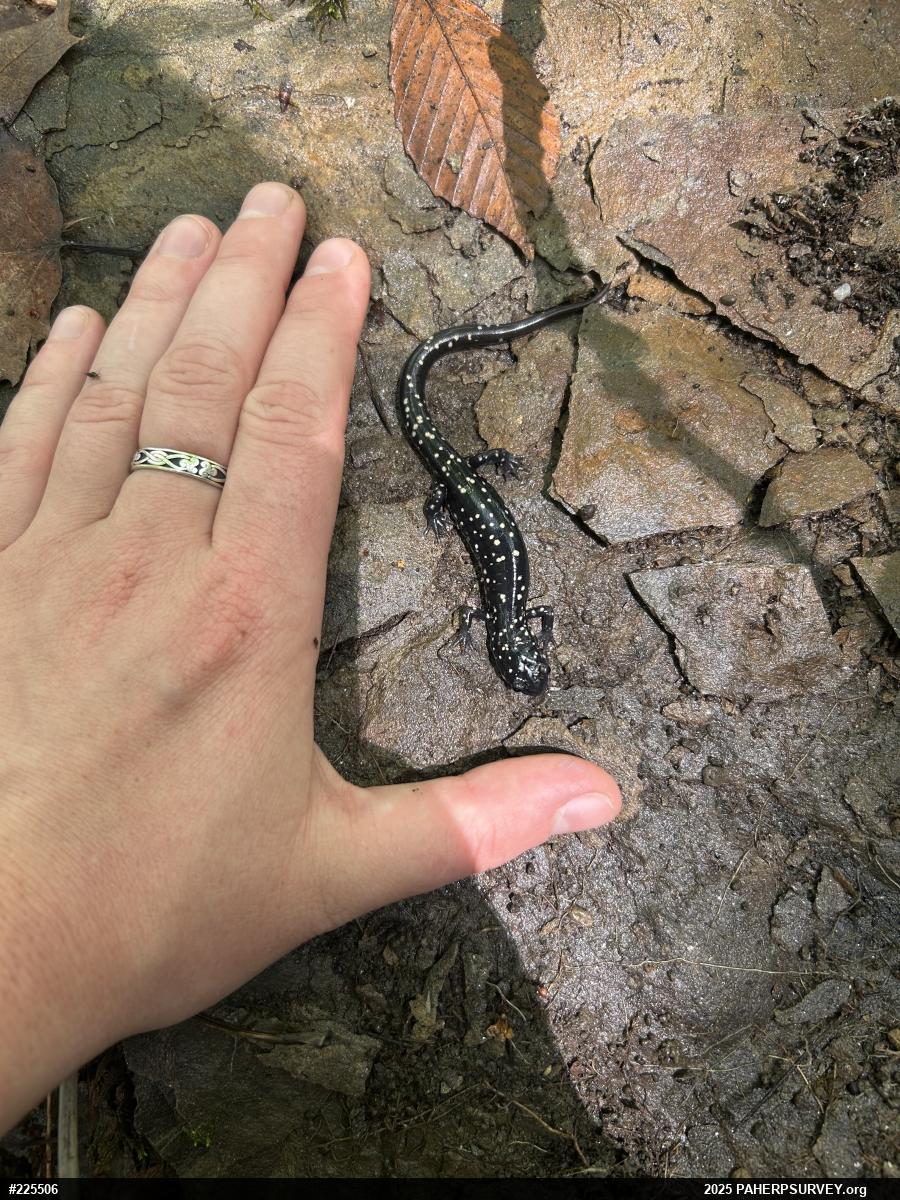 Northern Slimy Salamander