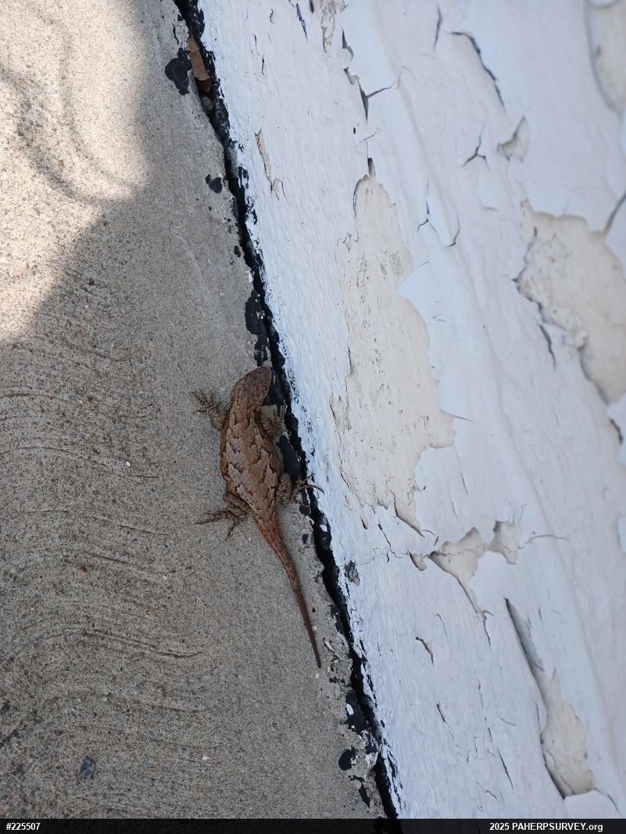 Eastern Fence Lizard